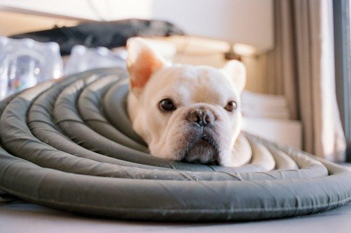 Luxury Dog Beds